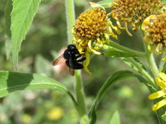 Xylocopa splendidula
