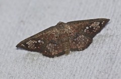 Canaea hyalospila