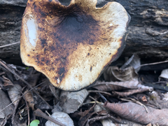 Polyporaceae