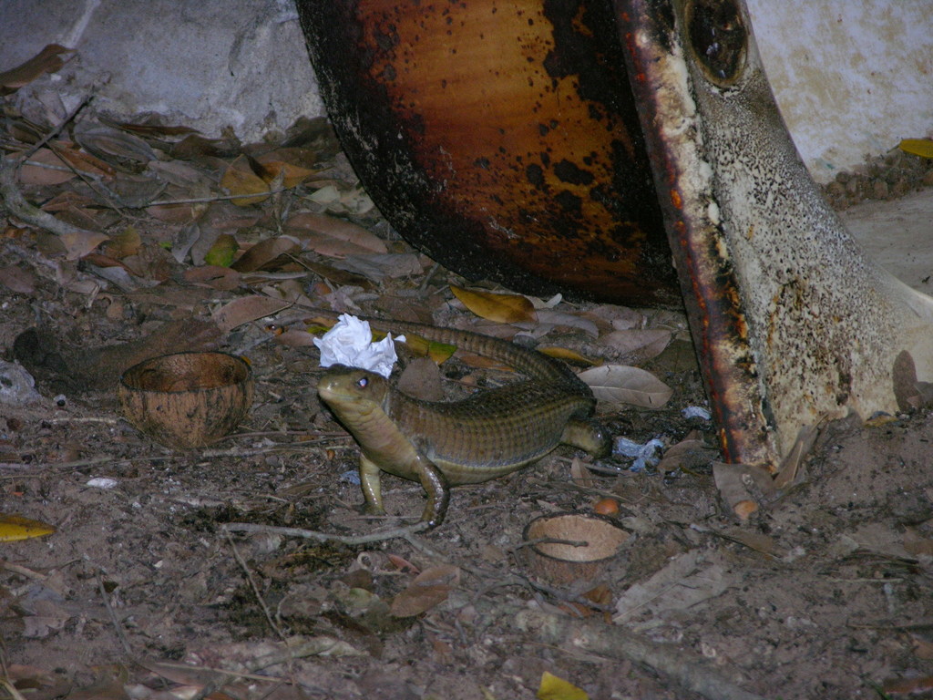 Rough-scaled Plated Lizard