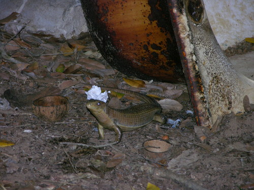 Rough-scaled Plated Lizard