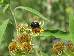 Xylocopa splendidula
