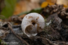Allogona ptychophora