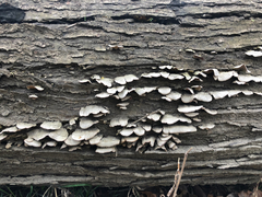 Fungi