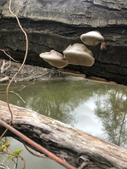 Fungi