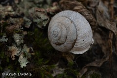 Allogona ptychophora