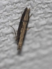 Hypatima spathota