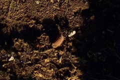 Aricoris arenarum