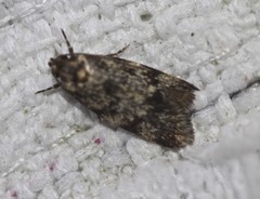 Barea eucapnodes