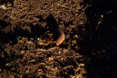 Aricoris arenarum