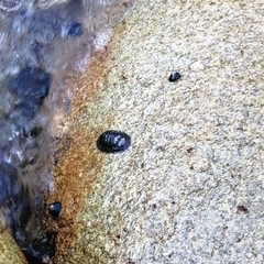 Chiton