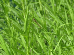 Oxyagrion rubidum
