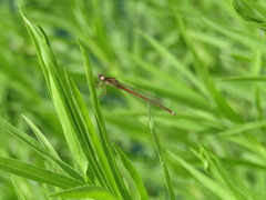 Oxyagrion rubidum