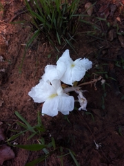 Siphonochilus rhodesicus