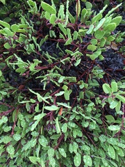 Arctostaphylos nevadensis