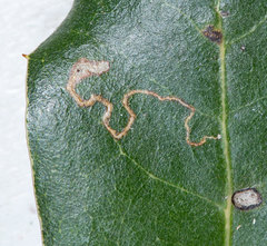 Stigmella variella