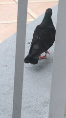 Columba livia domestica