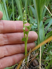 Botrychium crenulatum