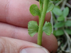 Botrychium crenulatum