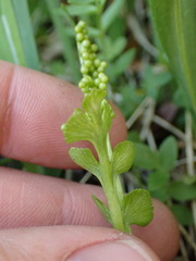 Botrychium crenulatum