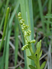 Botrychium crenulatum