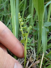 Botrychium crenulatum