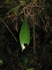 Philodendron linnaei