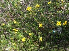 Oenothera berlandieri