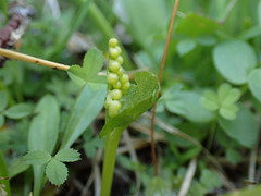 Botrychium crenulatum