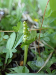 Botrychium crenulatum