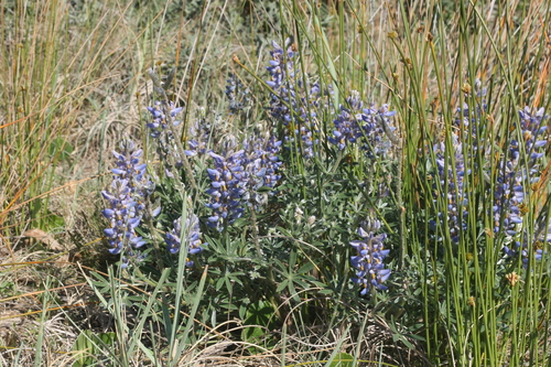 Lupinus multiflorus, photograph 4