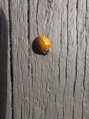 Harmonia axyridis