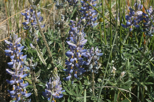 Lupinus multiflorus, photograph 5