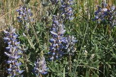 Cecilia Pombo Posente, CC BY, iNaturalist via GBIF Lupinus multiflorus, photograph Cecilia Pombo Posente, CC BY, iNaturalist via GBIF