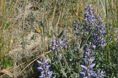 Lupinus multiflorus, photograph 6