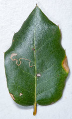Stigmella variella
