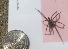 Agelenopsis