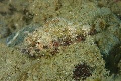 Scorpaenidae