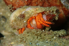 Ciliopagurus strigatus