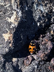 Hippodamia oregonensis