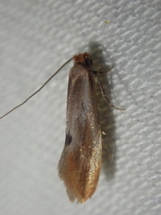 Tinea semifulvella