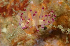 Coryphellina
