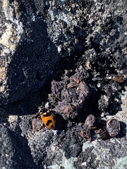 Hippodamia oregonensis