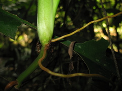 Philodendron linnaei
