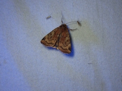 Cryptocala acadiensis