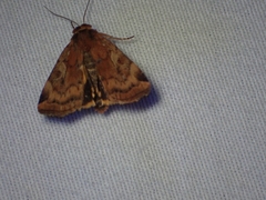 Cryptocala acadiensis