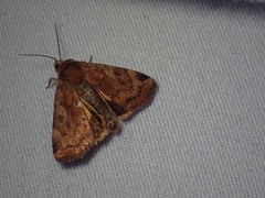 Cryptocala acadiensis