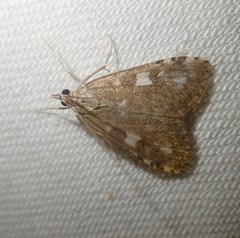 Udea olivalis