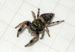 Parnaenus