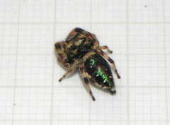Parnaenus